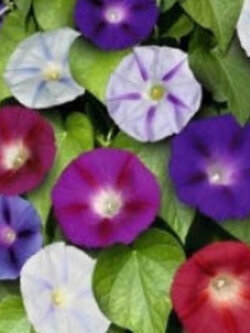 มอนิ่ง กลอรี่ (Morning glory) คละสี / 25 เม็ด (USA)