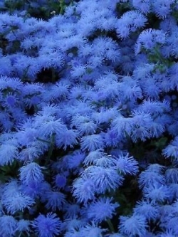 อัสดง (Astilbe) สีน้ำเงินเข้ม / 100 เม็ด