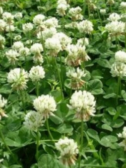 โคลเวอร์ ไวท์ ดัทช์ (Clover- White Dutch) / 500 เม็ด (USA)