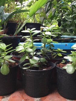 ต้นคราสซูล่า (Crassula) หรือต้นดูดทรัพย์ กระถาง 4 นิ้ว