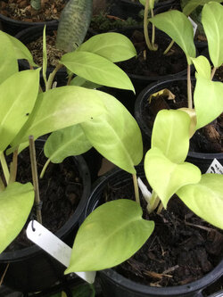 ต้นฟิโลทอง (Golden Philo) กระถาง 8 นิ้ว