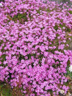 ยิปโซ (Gypso - Baby's Breath) คละ / 2,000 เม็ด (UK)