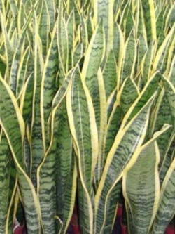 ลิ้นมังกรทอง (L) สูง 50-70 ซ.ม. / ต้น