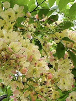 คูนสายรุ้ง ราชพฤกษ์ (Rainbow shower tree) / 20 เม็ด