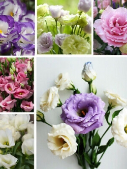 ไลซิแอนธัส (Lisianthus) คละ / 200 เม็ด (Russia)