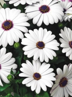 อัฟริกัน เดซี อะกิล่า (African Daisy - Akila) สีขาว / 0.2 กรัม (Lithuania)