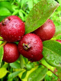 ฝรั่งสตรอเบอรี่แดง หรือฝรั่งเชอรี่ / 5 เม็ด (France)