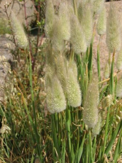 หญ้าหางกระต่าย (Hare's Tail / Bunny Tail) / 600 เม็ด (Spain)