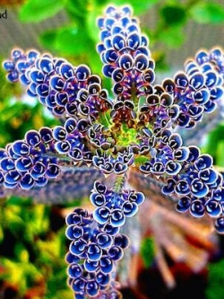 จอนควิลญี่ปุ่น (Japan Jonquil ) / 100 เม็ด