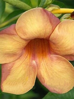 ต้นบานบุรีสีแสด หรือบานบุรีหอม กระถาง สูง 50 ซ.ม. ขึ้นไป / ต้น (P2S)