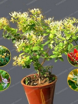สายน้ำผึ้งบอนไซ (Honeysuckle bonsai) / 50 เม็ด (นอก)