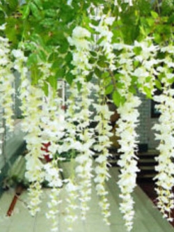 วิสทีเรีย (Wisteria) สีขาว / 10 เม็ด
