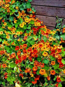 แนสเตอเตียม (Nasturtium - Double Gleam Hybrids) / 100 เม็ด (UK)