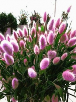 หญ้าหางกระต่าย (Rabbit Tail) สีม่วง / 100 เม็ด