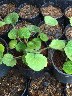 ต้นหูเสือจีน หูเสือใบสตรอเบอรี่ กระถาง 4 นิ้ว / ต้น