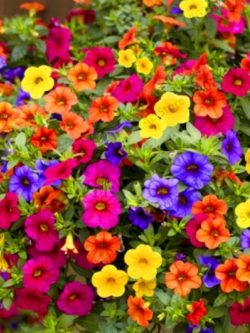 พิทูเนีย-เวฟ (Petunia - Wave) คละ / 200 เม็ด