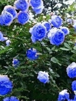 กุหลาบเลื้อย สีฟ้า / 100 เม็ด (PT8)