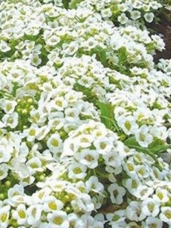 อลิสซั่ม (Alyssum / Carpet of Snow) สีขาว / 400 เม็ด (Australia)*