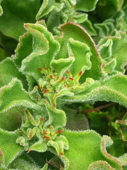 คอมม่อน ไอซ์แพลนท์ (Common Iceplant) / 100 เม็ด (France)