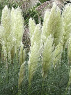 หญ้าภูเขา (Pampas grass) สีขาว (แบบใหม่) / 200 เม็ด (UK)*
