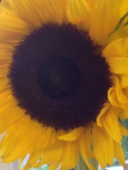 ทานตะวันยักษ์ สีเหลือง สูง 200-300 ซ.ม. / 50 เม็ด (UK)