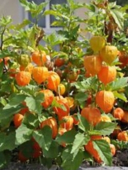 เคป กู๊สเบอรี่ (Cape Gooseberry) / 10 เม็ด (UK)
