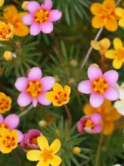 เลปโตไซฟอน (Leptosiphon / French Hybrids) คละ / 300 เม็ด (Hungary)