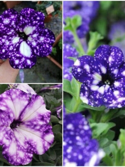 พิทูเนีย บลูสกาย (Blue Sky Petunia) / 100 เม็ด