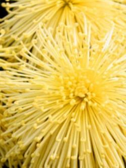 เบญจมาศ ไฟร์เวอร์ค (Chrysanthemum Fireworks) สีเหลือง / 50 เม็ด