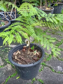 ต้นศรีตรัง กระถาง 8 นิ้ว สูง 20-35 ซ.ม.