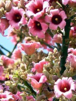 Lacebark Kurrajong / 5 เม็ด (Australia)