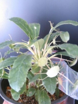 มะพร้าวทะเลทราย (Dorstenia Foetida) คละ / 10 เม็ด (P2S)