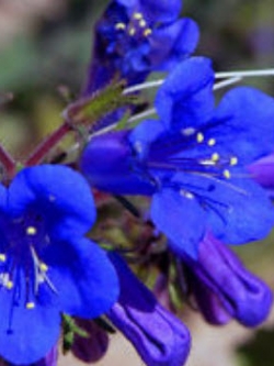 แคลิฟอร์เนีย บลูเบล (California Bluebell) / 2,000 เม็ด (UK)