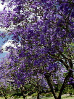 เพาโลเนีย (Paulownia tomentosa) / 250 เม็ด (Spain)