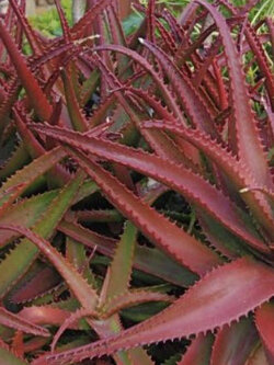ว่านหางจระเข้แดง (Aloe Cameronii / Red Aloe Vera) / 5 เม็ด (UK)*