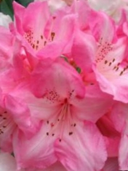กุหลาบพันปี (Rhododendron) สีชมพู / 20 เม็ด (นอก)