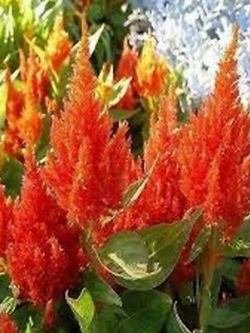 สร้อยไก่ (Celosia Plumosa) สีส้ม / 25 เม็ด (USA)