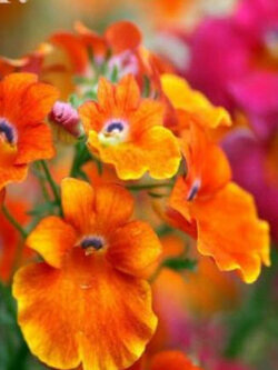 เนมีเซีย คาร์นิวัล (Nemesia Carnival) คละ / 3,700 เม็ด (UK)