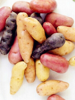 มันรัสเซีย (Russian banana potato) คละ / 100 เม็ด (นอก)