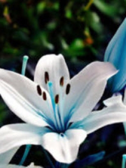 ลิลี่ สีฟ้า (Blue Lily) / 50 เม็ด