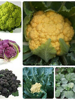 กะหล่ำดอก (Cauliflower) คละสี / 200 เม็ด (China)