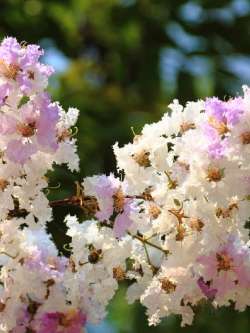 เสลา / อินทรชิต (Lythraceae) / 100 เม็ด