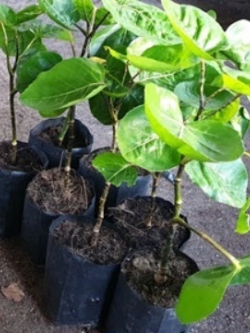 ต้นเล็บครุฑลังกา หรือเล็บครุฑถ้วย สูง 30-50 ซ.ม. / ต้น