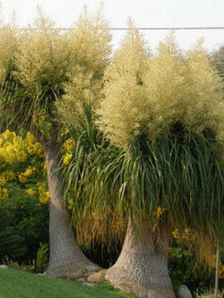 ปาล์มหางม้ากัวเตมาลา (Guatemala Ponytail Palm) / 10 เม็ด (Portugal)