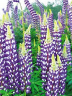 ลูพิน สีฟ้า (Blue Lupin) / 15 เม็ด (A237)