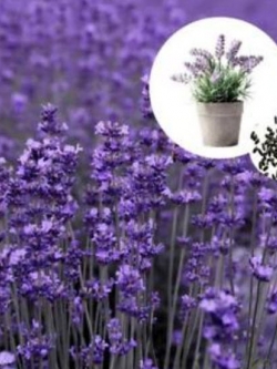 ลาเวนเดอร์ไล่ยุง (Mosquito Repellant Lavender) / 100 เม็ด