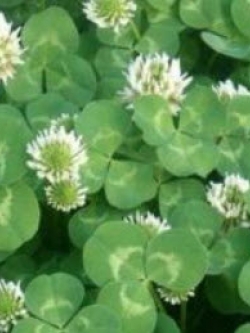 โคลเวอร์ (Clover) สีขาว / 200 เม็ด (China)