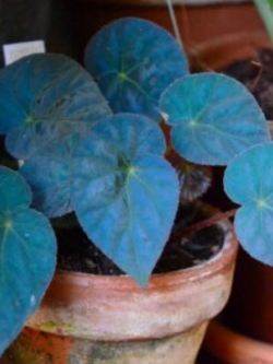 พาโวนีน่า (Begonia Pavonina) สีฟ้า / 25 เม็ด
