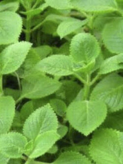 ต้นหูเสือ หูเสือใบเขียว หรือ เนียมหูเสือ กระถาง 6 นิ้ว / ต้น