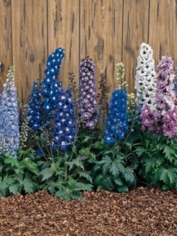 เดลฟินเนียม (Delphinium) คละ / 25 เม็ด (UK)